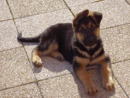 Beau Gosse