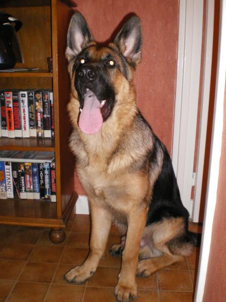 Buzz à 6 mois et demi (28Kg)