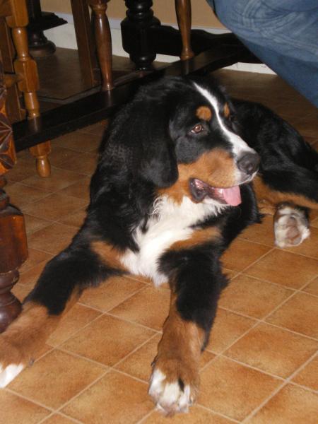 West Le Cousin à 5 mois (32Kg)